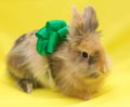 Cute little rabbit with green bow Royalty Free Stock Photo