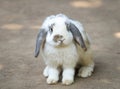 cute little rabbit Royalty Free Stock Photo