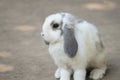 cute little rabbit Royalty Free Stock Photo