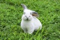 Cute little rabbit on a meadow looking curious Royalty Free Stock Photo