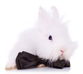 Cute little rabbit with neck bow Royalty Free Stock Photo