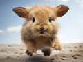 Cute little rabbit running Royalty Free Stock Photo