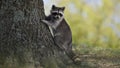 Cute little raccoon near a tree.