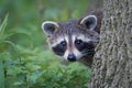 Cute little raccoon near a tree.