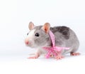 Cute little  rat with pink bow  on white background Royalty Free Stock Photo