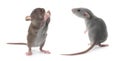 Cute little rats on white background, collage. Banner design