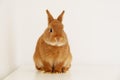 Cute little red brown bunny,rabbit sitting on table on white background,full body, looking at camera.Adorable pet