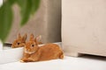 Cute little red bunny,rabbit relaxing,having rest,lying near mirror on floor in light modern scandinavian interior