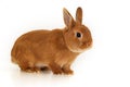 Cute little red bunny,rabbit sitting on white background,full body, looking at camera,profile. Adorable pet,animal.Copy