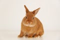 Cute little red bunny,rabbit sitting on white background,full body, looking at camera,profile. Adorable pet,animal.Copy