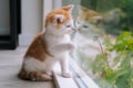 Cute little red cat sit on wooden floor near window. Young little red kitty looking at its reflection in window. Ginger kitten. Royalty Free Stock Photo