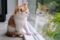 Cute little red cat sit on wooden floor near window. Young little red kitty looking at its reflection in window. Ginger kitten. Royalty Free Stock Photo