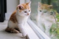 Cute little red cat sit on wooden floor near window. Young little red kitty looking at its reflection in window. Ginger kitten. Royalty Free Stock Photo