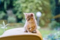 Cute little red cat sitting on yellow chair near window on background. Young cute little red kitty. Long haired ginger kitten play Royalty Free Stock Photo