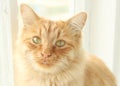 Cute little red ginger cat watching you Royalty Free Stock Photo