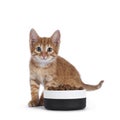 Cat with food in bowl on white background Royalty Free Stock Photo