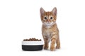 Cat with food in bowl on white background Royalty Free Stock Photo