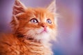 Cute little red kitten with amazing blue eyes. Beautiful portrait. Animal world