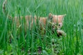 Cute little red kitten in green spring grass Royalty Free Stock Photo