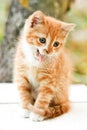 Cute little red kitten meows Royalty Free Stock Photo