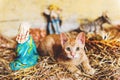 Cute little red kitten playing in old church