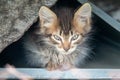 Cute little red kitten playing outdoor. Portrait of red kitten in forest or garden looking interesting. Tabby funny red Royalty Free Stock Photo