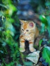 Cute little red kitten playing outdoors. Portrait of a red kitten with yellow eyes Royalty Free Stock Photo
