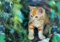 Cute little red kitten playing outdoors. Portrait of a red kitten with yellow eyes Royalty Free Stock Photo