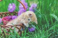 Kitten sitting in a basket on a flower lawn