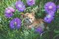 Kitten sitting in flowers on the grass Royalty Free Stock Photo