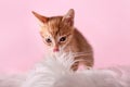 Cute little red kitten sitting on fur white blanket. Cat licking his lips and looking at the camera Royalty Free Stock Photo