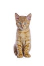 Cute little red kitten sitting and looking straight at camera. Royalty Free Stock Photo