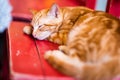 Cute little red kitten sleeps on bench Royalty Free Stock Photo