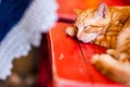 Cute little red kitten sleeps on bench Royalty Free Stock Photo