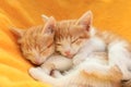 Cute little red kittens sleeping