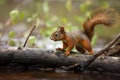 Cute little red squirel on a trunk - AI Generated Royalty Free Stock Photo