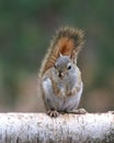 Cute Little Red Squirrel sitting on a Birch Branch Royalty Free Stock Photo