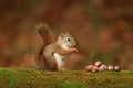 Cute Little red squirrel Sitting on a branch eating acorns in Fall