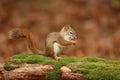 Cute Little red squirrel Sitting on a branch in Fall Royalty Free Stock Photo