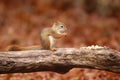 Cute Little red squirrel Sitting on a log in Fall Royalty Free Stock Photo