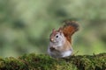 Cute Little Red Squirrel sitting on Moss in the Forest Royalty Free Stock Photo