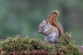 Cute Little Red Squirrel sitting on a mossy branch in the Forest Royalty Free Stock Photo