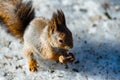 Squirrel animal rodent, small red squirrel Royalty Free Stock Photo