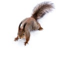 Cute little red squirrel standing on snowy ground Royalty Free Stock Photo
