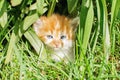 Cute little red and white kitten hiding in  green grass in summer. Royalty Free Stock Photo