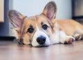 Cute little redhead puppy dog Corgi is lying on the floor and looking dreamy and with sad eyes