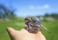 Cute little rescued chick Sparrow with wet feathers stands proudly on the palm of the person in the Sunny garden Royalty Free Stock Photo