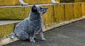 Cute little rescued dog, looking happy and playing outdoors