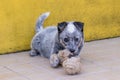 Cute little rescued dog, looking happy and playing outdoors