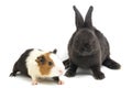 Cute little rex black rabbit and guinea pig isolated on white Royalty Free Stock Photo